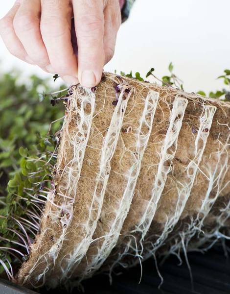 Micro Green Growing Media in Coir manufacturers in usa