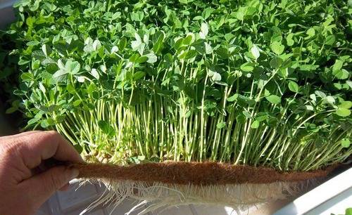 Micro Green Growing Media In Coir Exporter In India